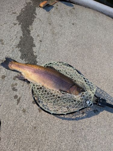 足柄キャスティングエリア