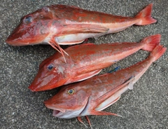 ホウボウの釣果