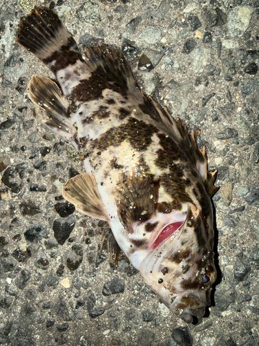 タケノコメバルの釣果