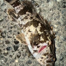 タケノコメバル