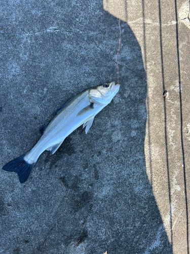 セイゴ（マルスズキ）の釣果