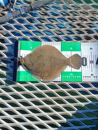 メイタガレイの釣果