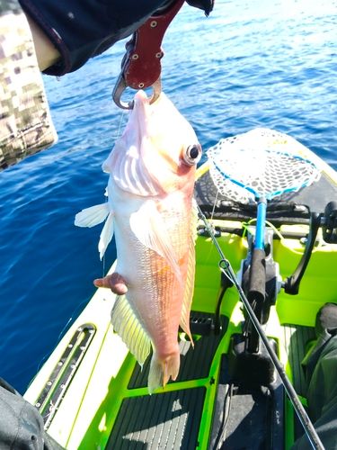 アマダイの釣果