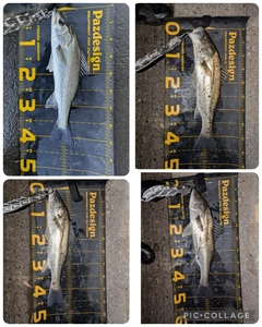 シーバスの釣果