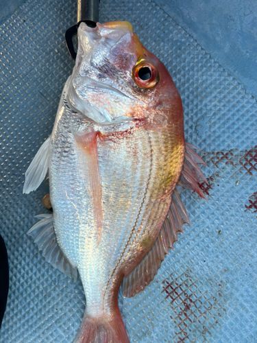 レンコダイの釣果
