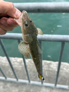 ミナミマゴチの釣果