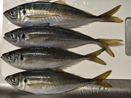 マアジの釣果