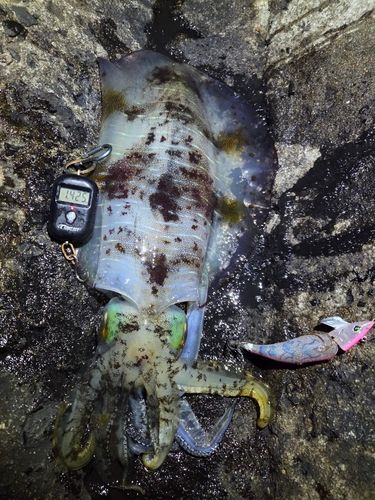アオリイカの釣果