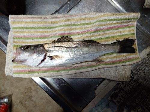 セイゴ（タイリクスズキ）の釣果