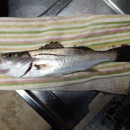 セイゴ（タイリクスズキ）