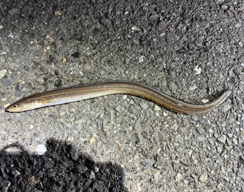 マアナゴの釣果