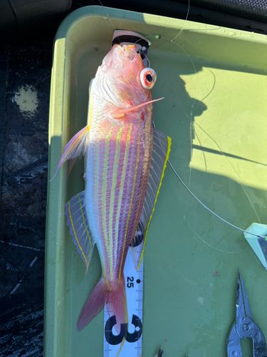 イトヨリダイの釣果