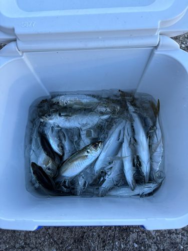 マアジの釣果