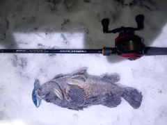 クロソイの釣果