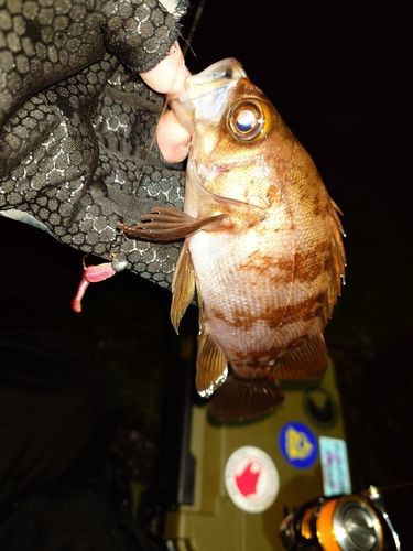 相馬港釣り桟橋