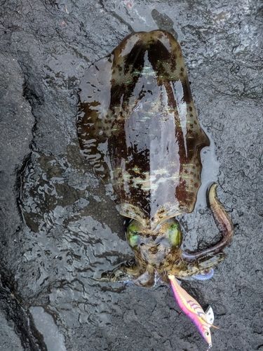 アオリイカの釣果