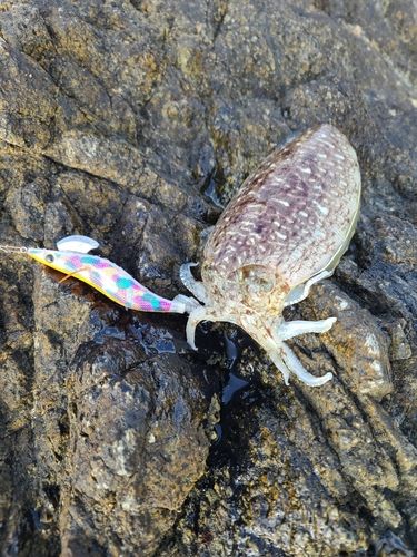 コウイカの釣果