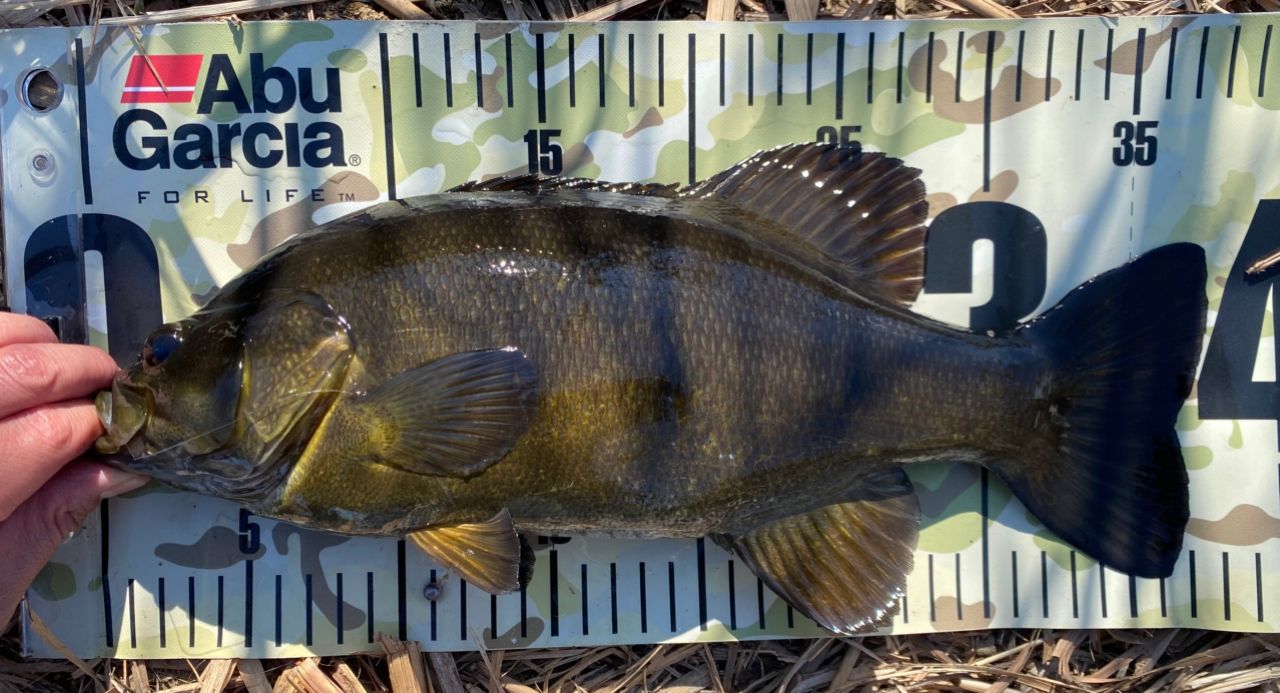 スモールマウスバス