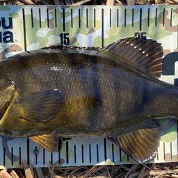 スモールマウスバス