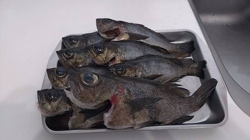 クロメバルの釣果