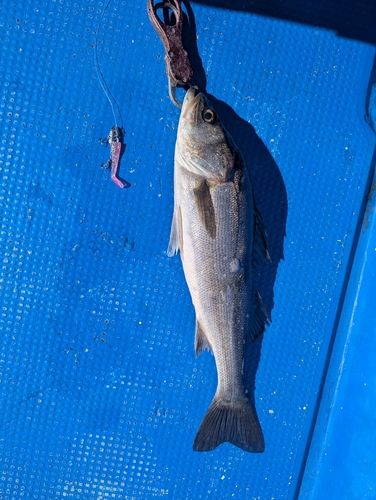 東京湾（アクアライン〜富津）