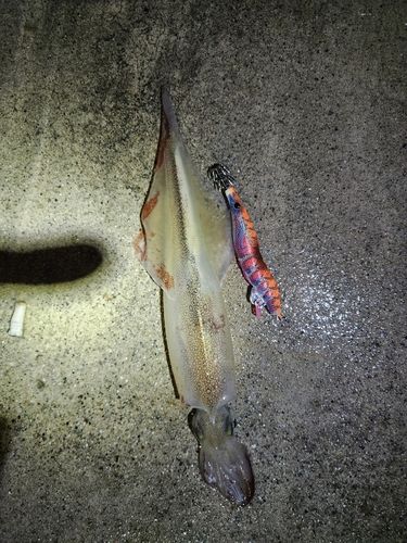 ヤリイカの釣果