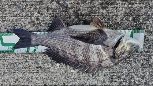 チヌの釣果