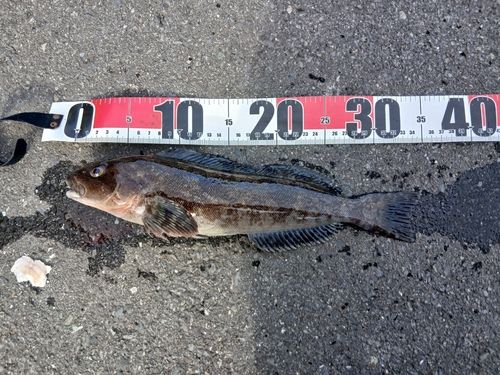 アイナメの釣果