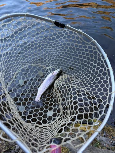 ニジマスの釣果