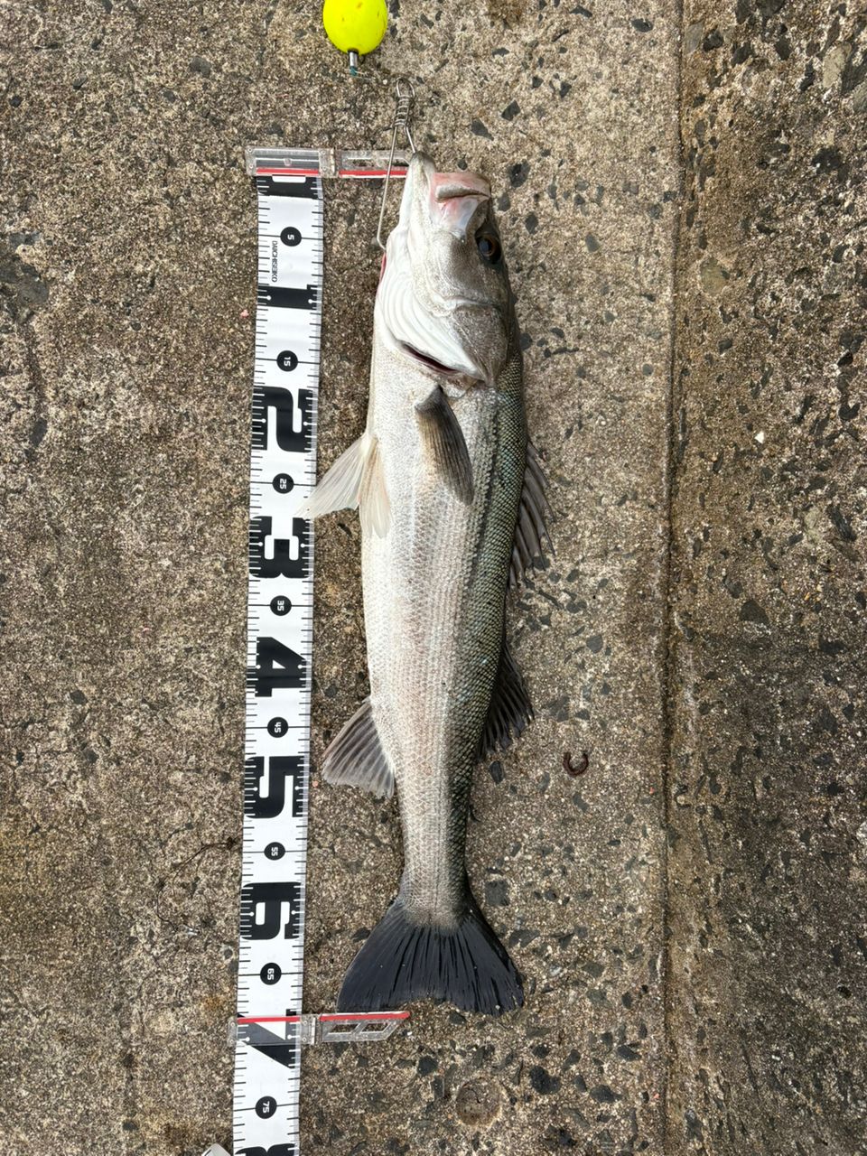 ✨ 福岡アングラー✨ Mame8831 さんの 2026年01月31日のスズキの釣り・釣果情報(福岡県