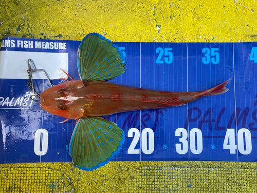 ホウボウの釣果