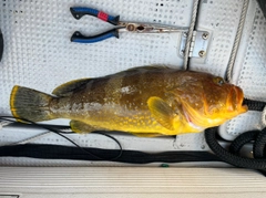 アオハタの釣果