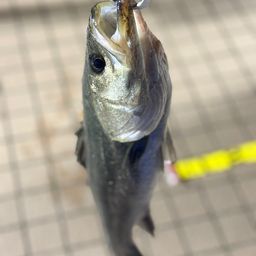 フッコ（マルスズキ）