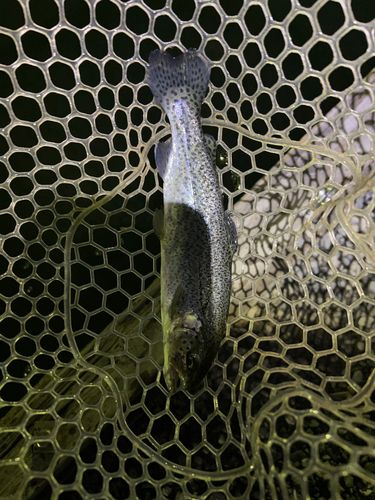 ニジマスの釣果