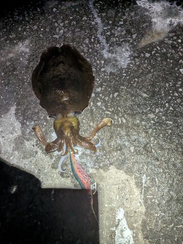 アオリイカの釣果