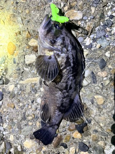 クロソイの釣果