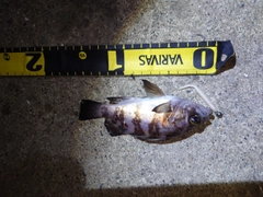 シロメバルの釣果