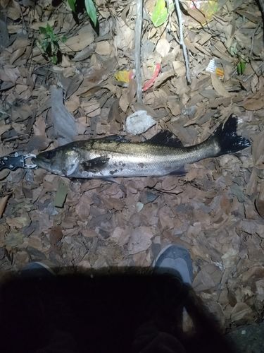 フッコ（マルスズキ）の釣果