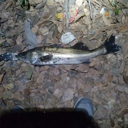 フッコ（マルスズキ）