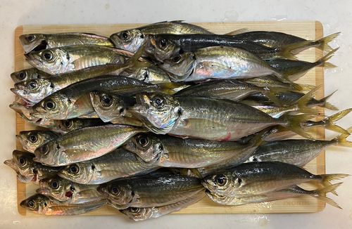 本牧海づり施設