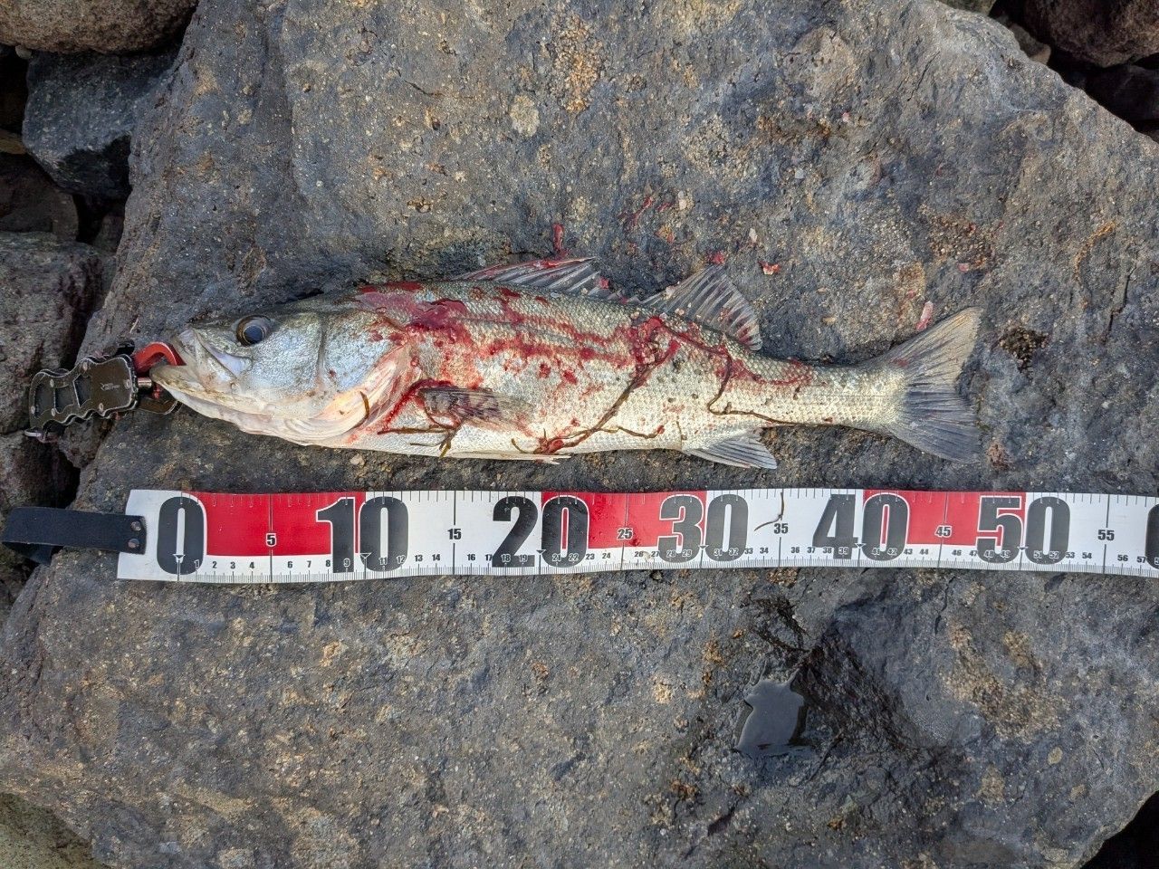 セイゴ（タイリクスズキ）