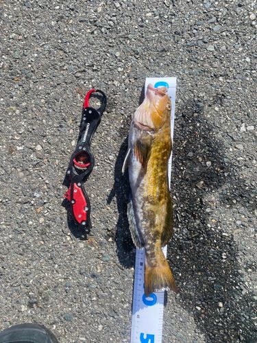 アイナメの釣果