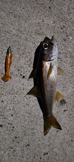 クロムツの釣果