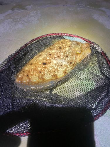 コブシメの釣果