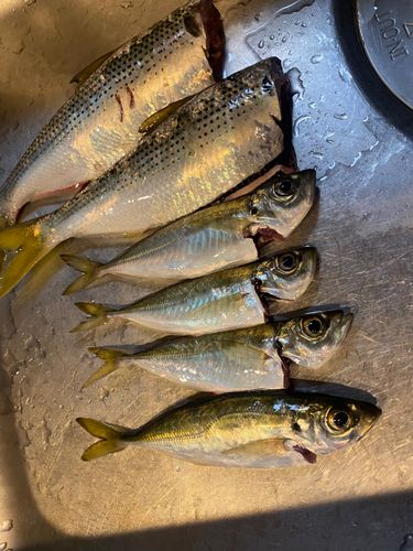 アジの釣果