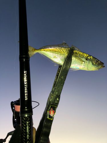 東京湾（アクアライン〜富津）