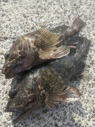 アラカブの釣果