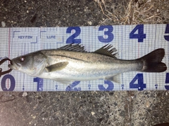 シーバスの釣果