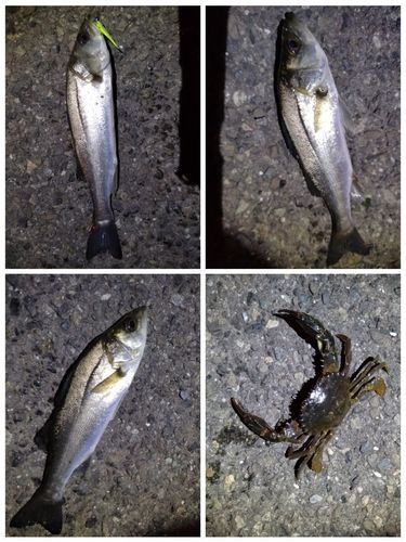 シーバスの釣果