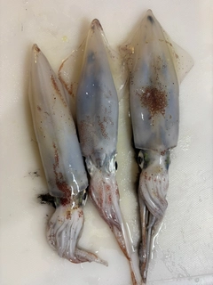 マルイカの釣果